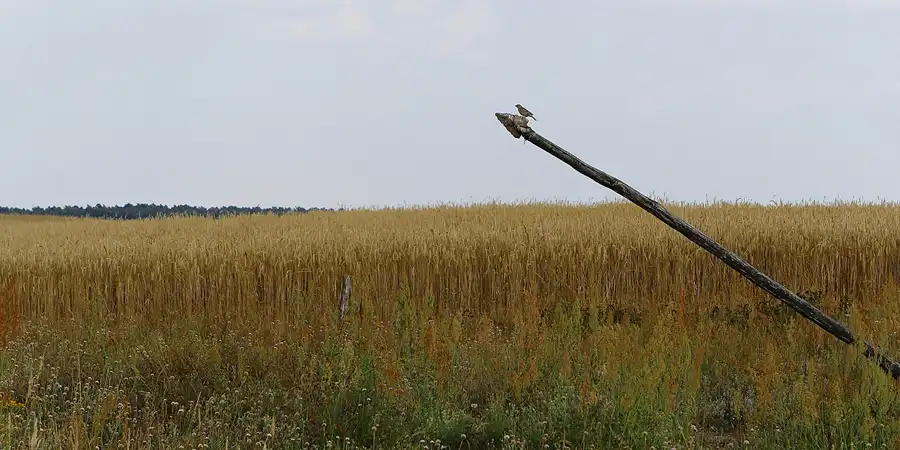033 | 2014 | Henzendorf | Findlingspark | © carsten riede fotografie