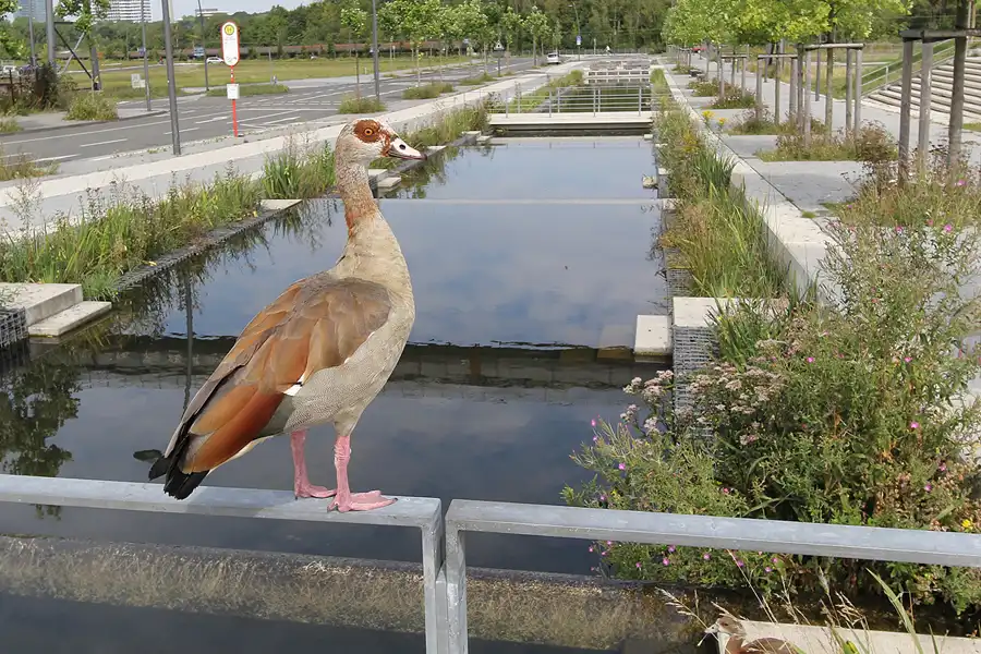 152 | 2014 | Dortmund | Phoenix-West | © carsten riede fotografie