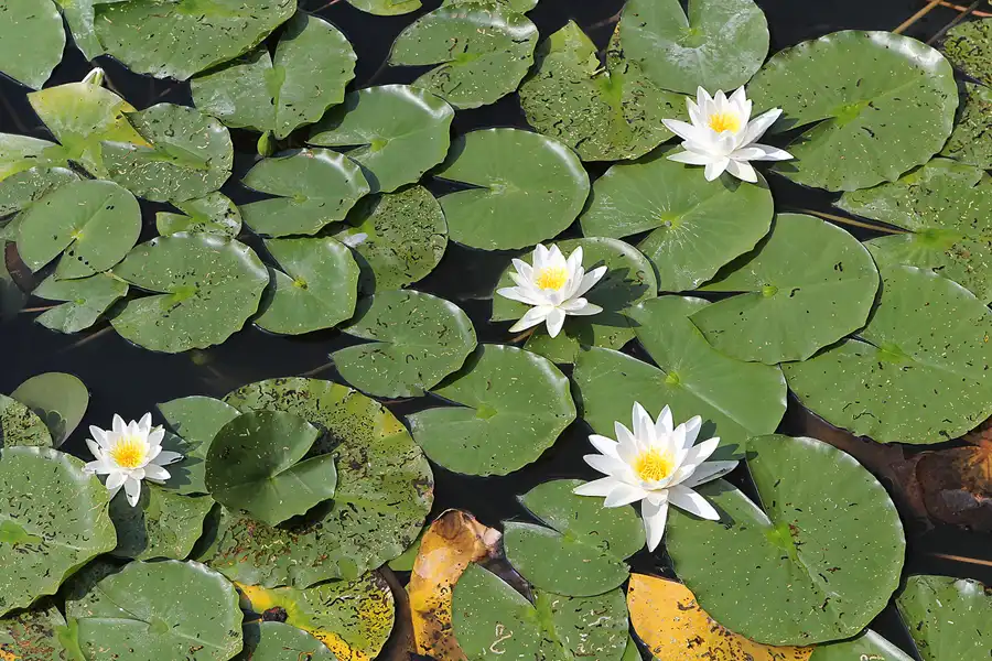 046 | 2014 | Hamm | Maximilianpark | © carsten riede fotografie