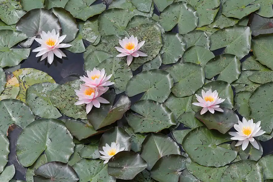 050 | 2014 | Hamm | Maximilianpark | © carsten riede fotografie