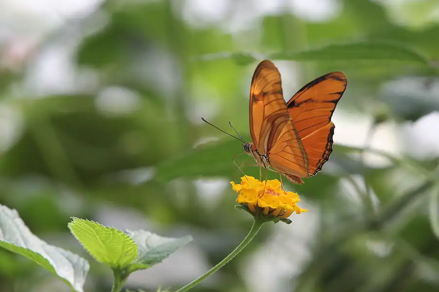 055 | 2014 | Hamm | Maximilianpark – Schmetterlingshaus | © carsten riede fotografie