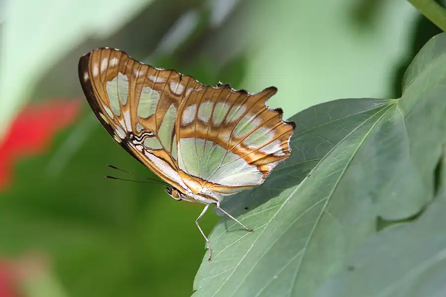 058 | 2014 | Hamm | Maximilianpark – Schmetterlingshaus | © carsten riede fotografie