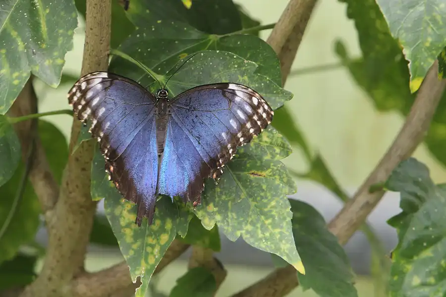 059 | 2014 | Hamm | Maximilianpark – Schmetterlingshaus | © carsten riede fotografie