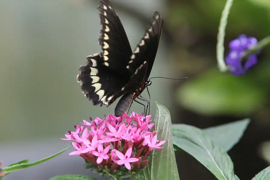 060 | 2014 | Hamm | Maximilianpark – Schmetterlingshaus | © carsten riede fotografie