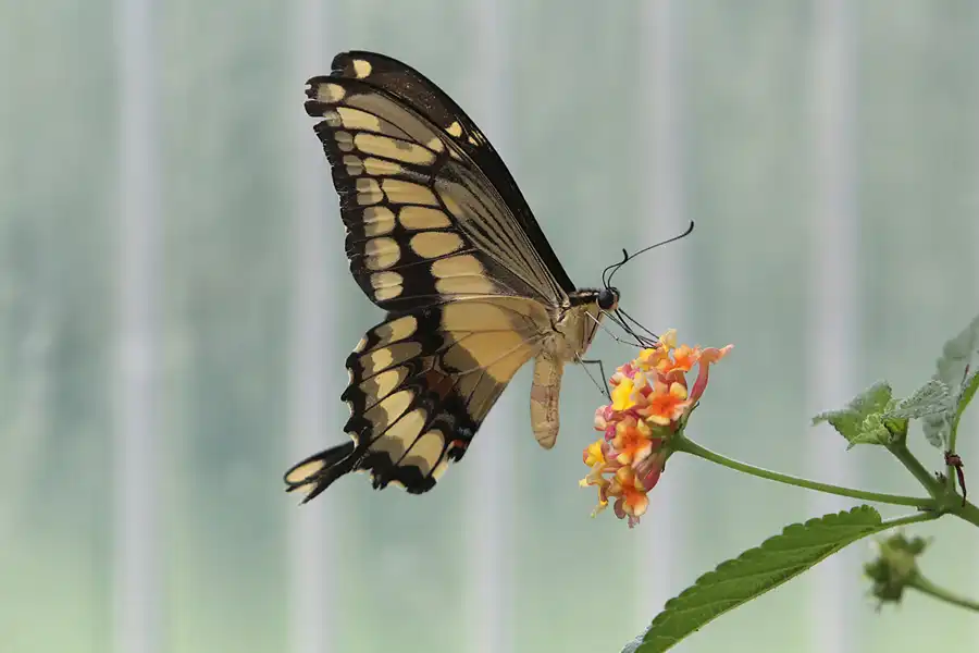 061 | 2014 | Hamm | Maximilianpark – Schmetterlingshaus | © carsten riede fotografie