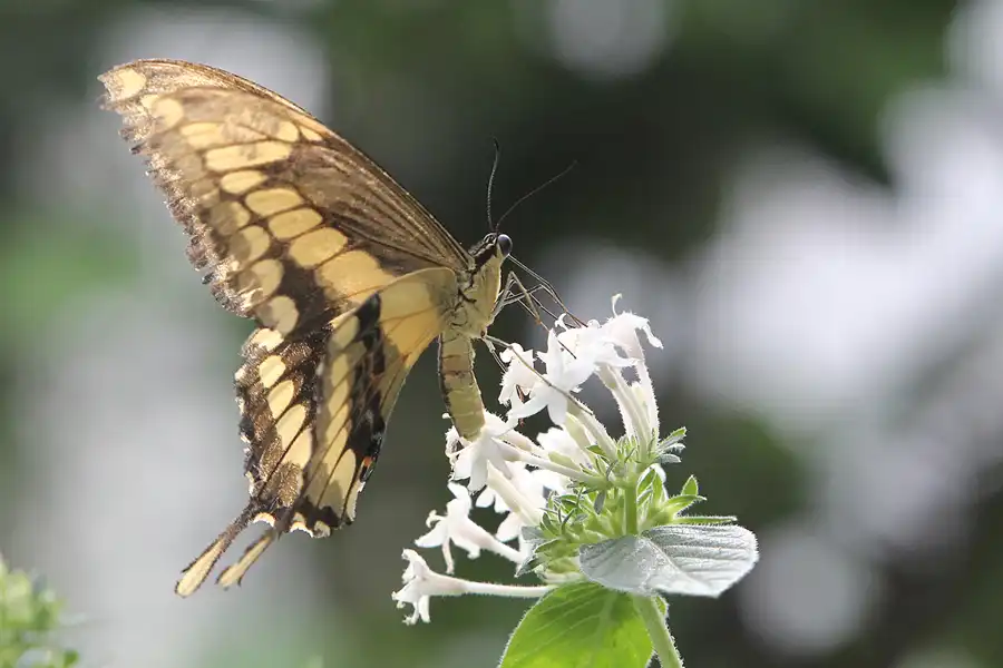 065 | 2014 | Hamm | Maximilianpark – Schmetterlingshaus | © carsten riede fotografie