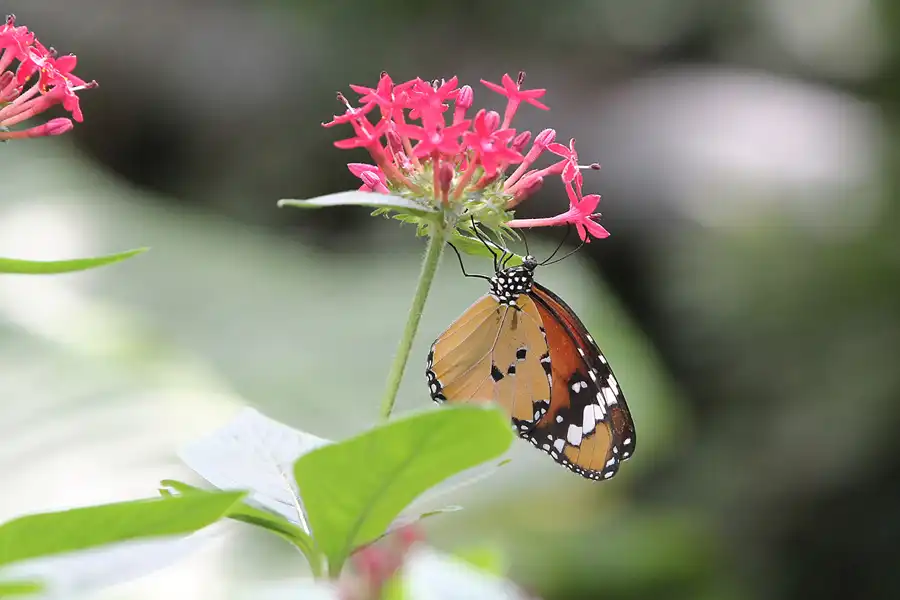 067 | 2014 | Hamm | Maximilianpark – Schmetterlingshaus | © carsten riede fotografie