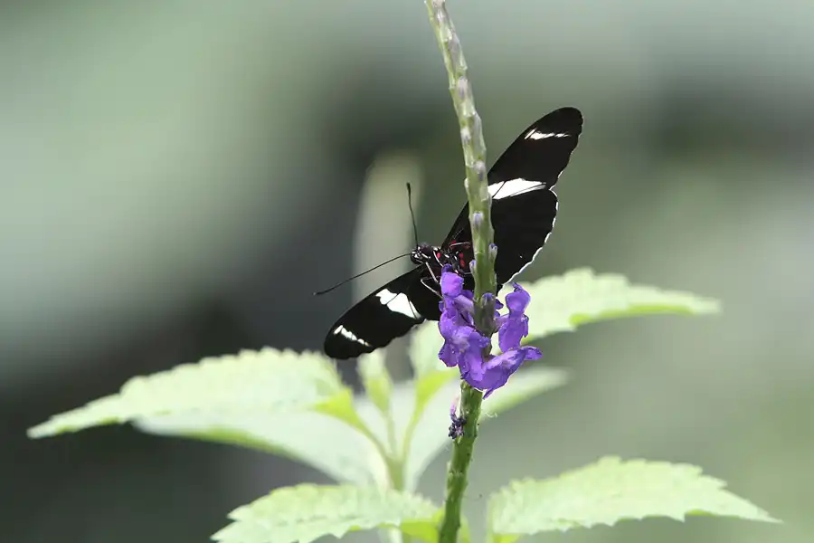 068 | 2014 | Hamm | Maximilianpark – Schmetterlingshaus | © carsten riede fotografie