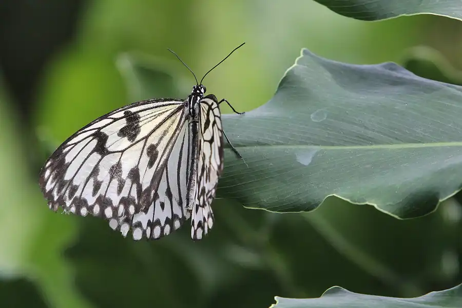 069 | 2014 | Hamm | Maximilianpark – Schmetterlingshaus | © carsten riede fotografie
