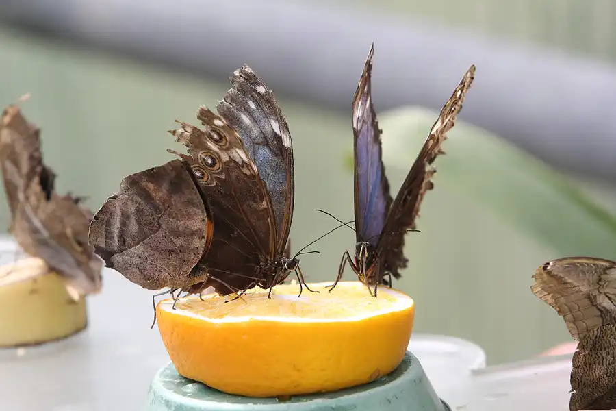 072 | 2014 | Hamm | Maximilianpark – Schmetterlingshaus | © carsten riede fotografie