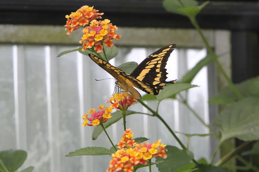 073 | 2014 | Hamm | Maximilianpark – Schmetterlingshaus | © carsten riede fotografie