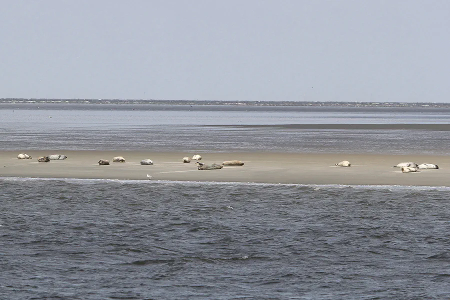 057 | 2014 | Cuxhaven | Seehundbänke | © carsten riede fotografie