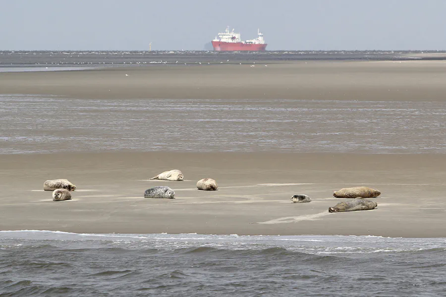 059 | 2014 | Cuxhaven | Seehundbänke | © carsten riede fotografie