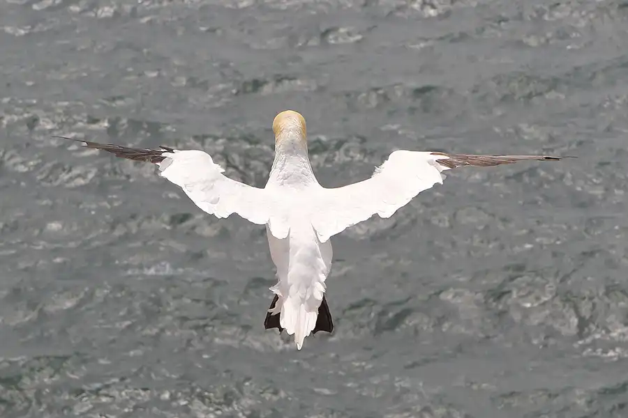 017 | 2014 | Helgoland | © carsten riede fotografie