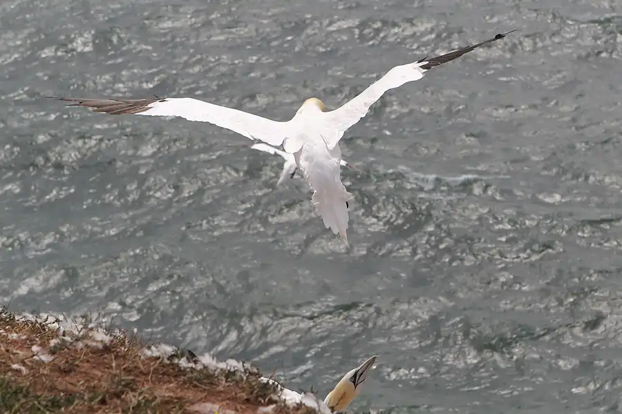 018 | 2014 | Helgoland | © carsten riede fotografie