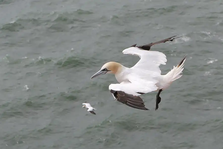 020 | 2014 | Helgoland | © carsten riede fotografie