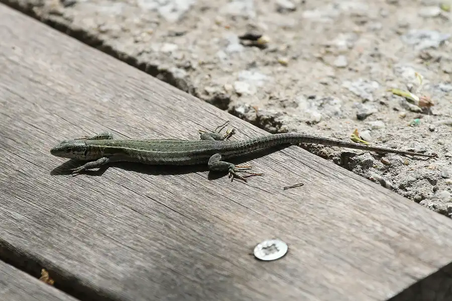 210 | 2015 | Barcelona | Circuit De Catalunya | © carsten riede fotografie
