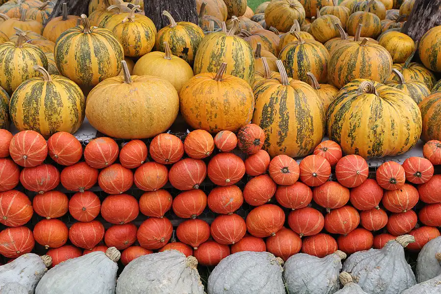 042 | 2015 | Beelitz GT Klaistow | Kürbisausstellung | © carsten riede fotografie