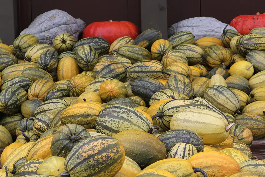 051 | 2015 | Beelitz GT Klaistow | Kürbisausstellung | © carsten riede fotografie