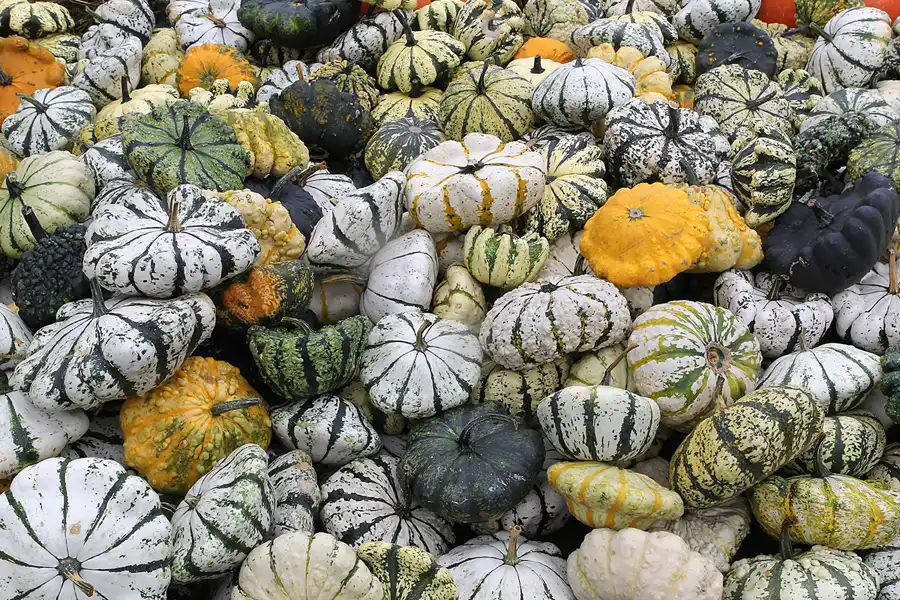 052 | 2015 | Beelitz GT Klaistow | Kürbisausstellung | © carsten riede fotografie