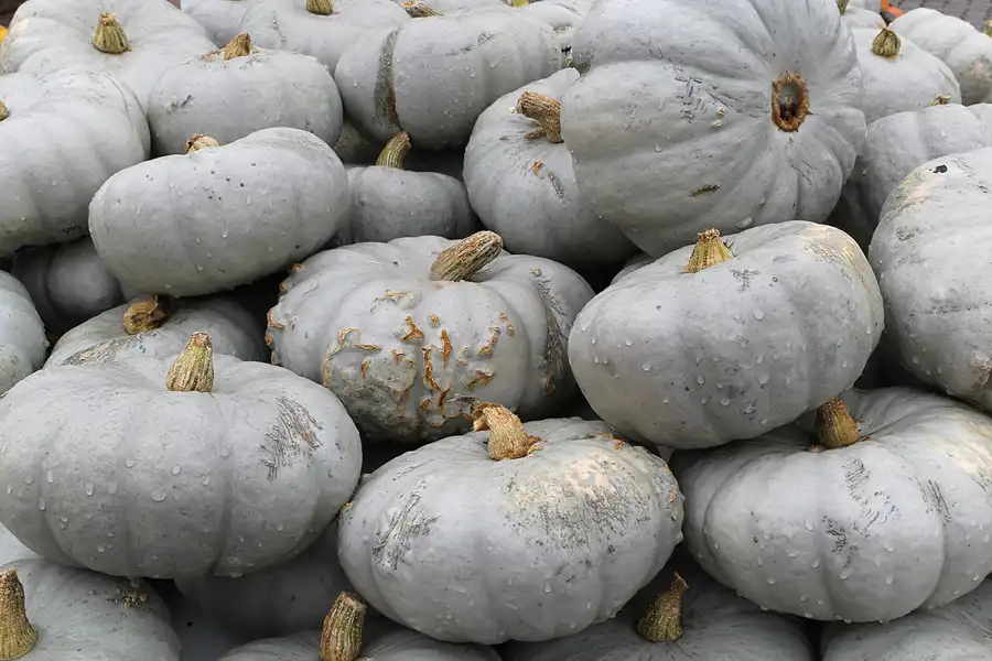 053 | 2015 | Beelitz GT Klaistow | Kürbisausstellung | © carsten riede fotografie