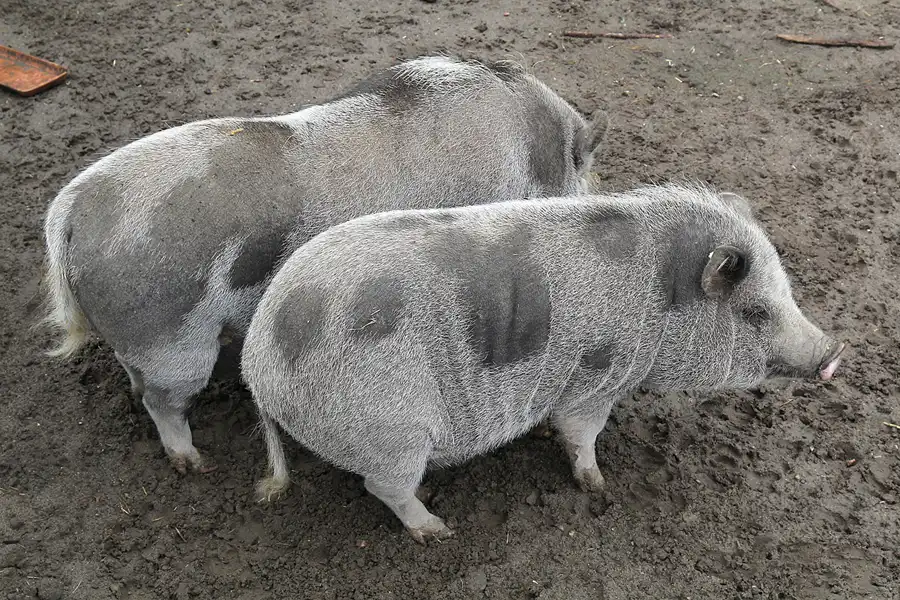 059 | 2015 | Beelitz GT Klaistow | Kürbisausstellung | © carsten riede fotografie