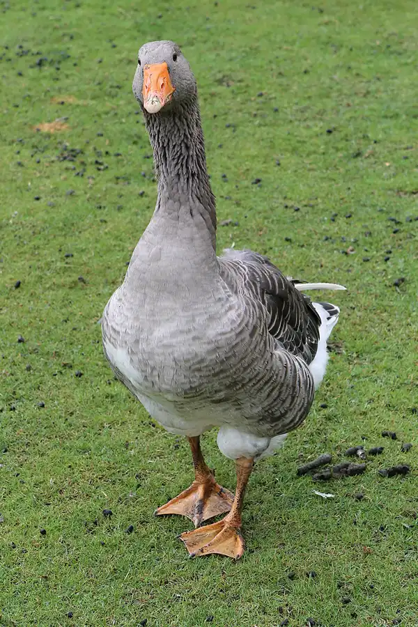 060 | 2015 | Beelitz GT Klaistow | Kürbisausstellung | © carsten riede fotografie