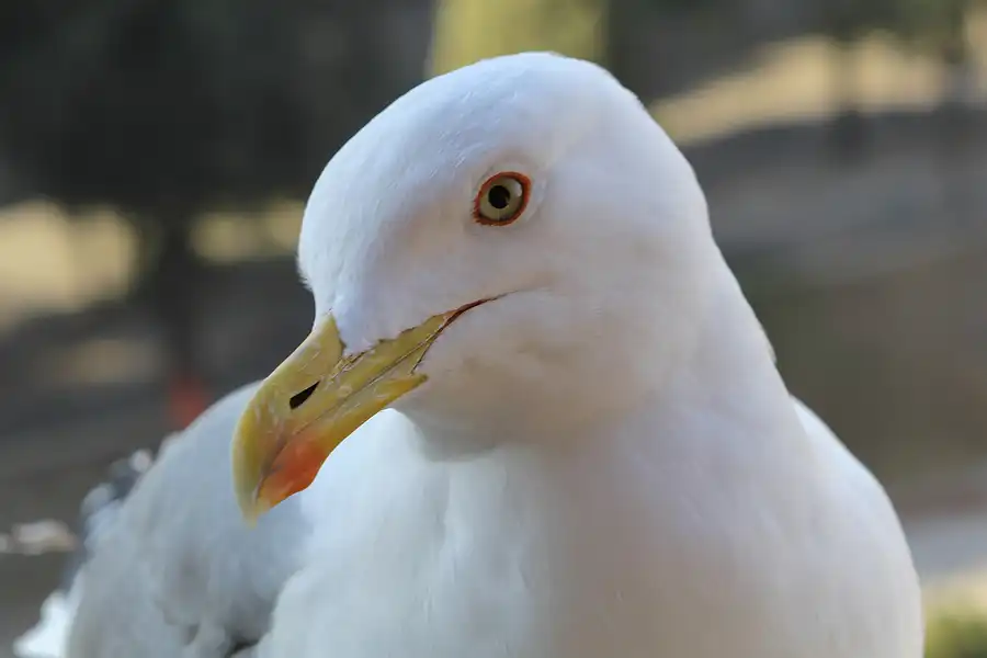 024 | 2015 | Roma | Castel Sant Angelo | © carsten riede fotografie