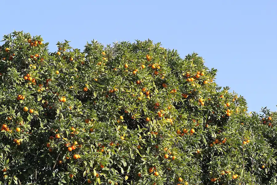 088 | 2015 | Roma | Foro Romano | © carsten riede fotografie