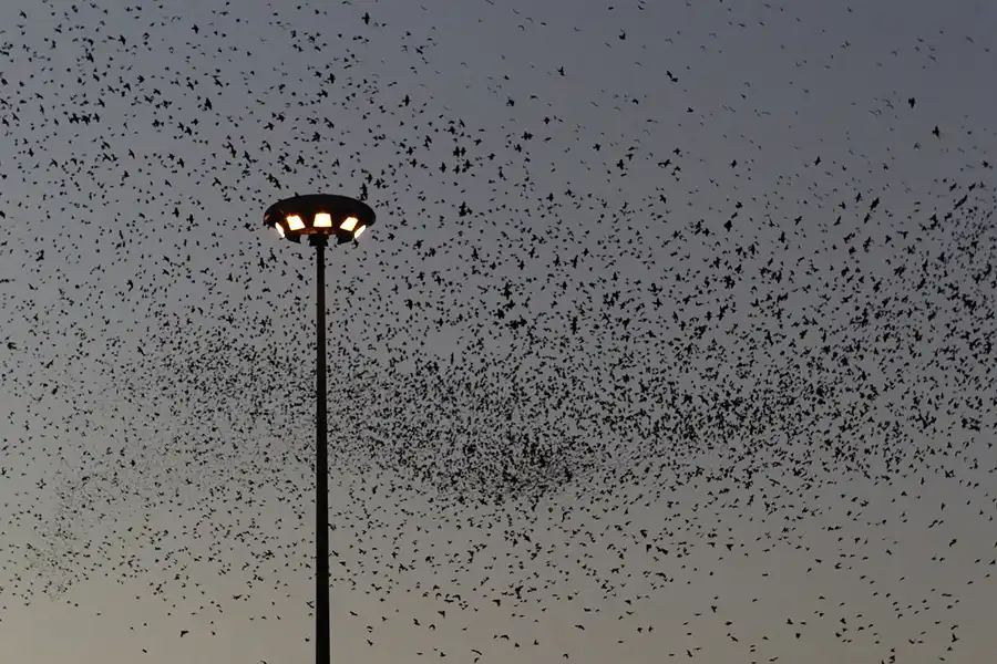 121 | 2015 | Roma | Termini – Die Vögel | © carsten riede fotografie
