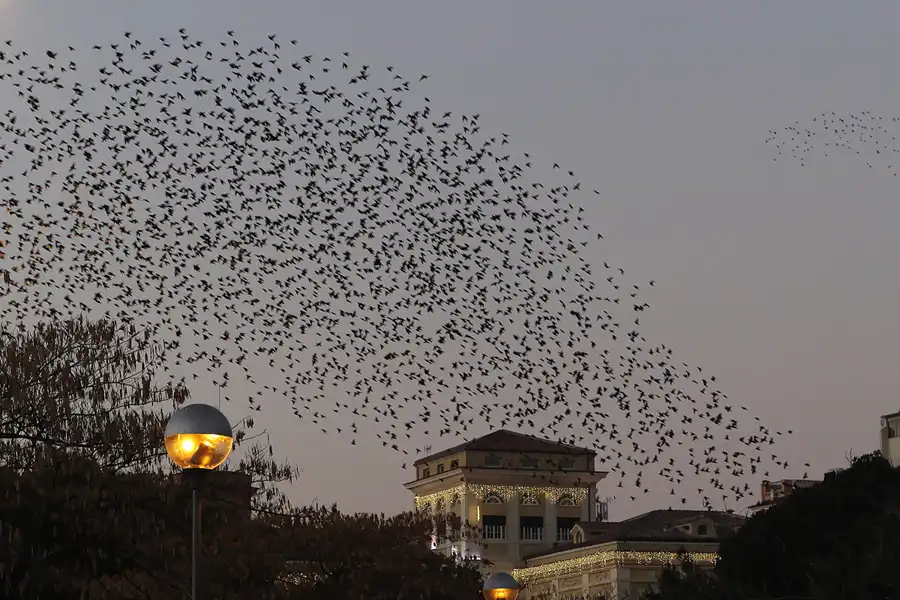 122 | 2015 | Roma | Termini – Die Vögel | © carsten riede fotografie