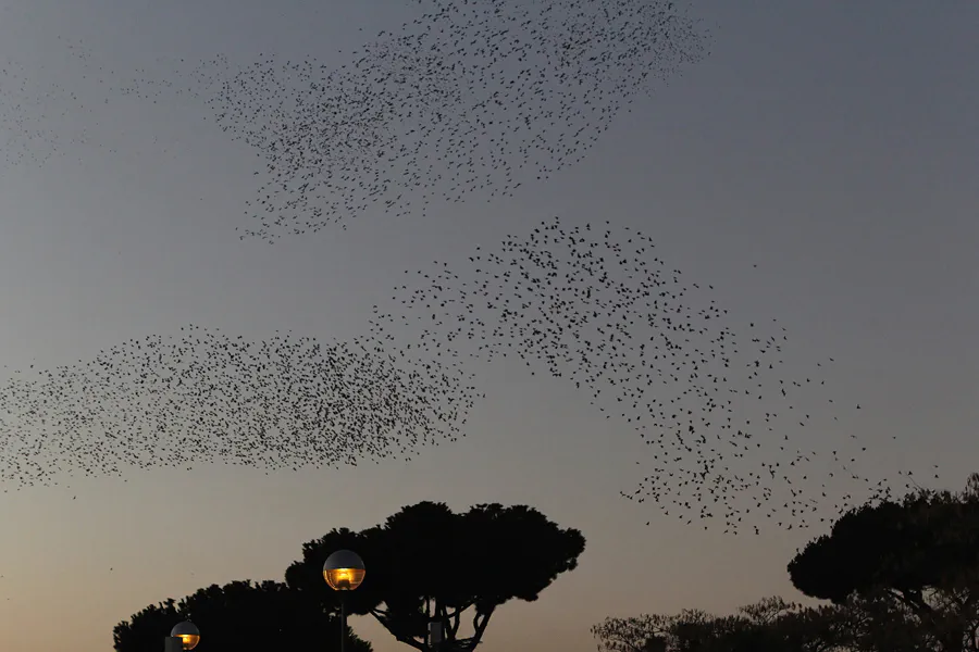 123 | 2015 | Roma | Termini – Die Vögel | © carsten riede fotografie
