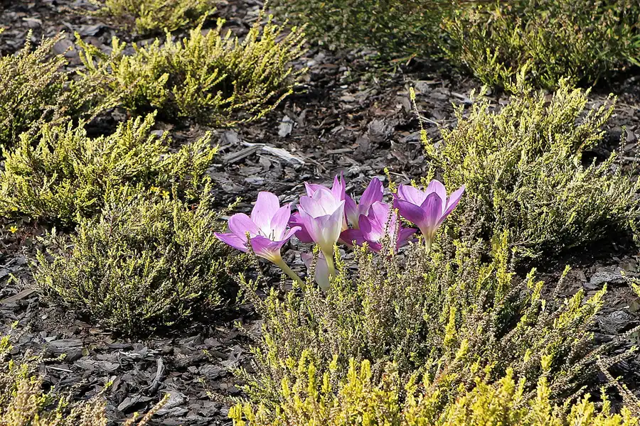 011 | 2016 | Nochten | Findlingspark | © carsten riede fotografie