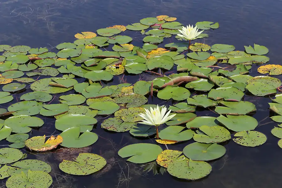 034 | 2016 | Nochten | Findlingspark | © carsten riede fotografie