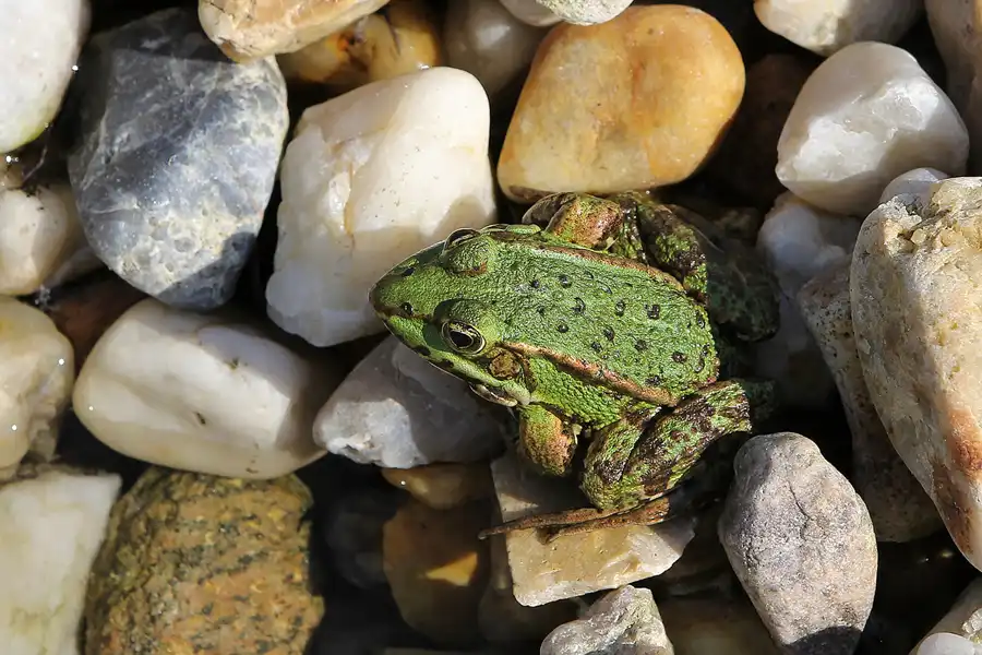 035 | 2016 | Nochten | Findlingspark | © carsten riede fotografie