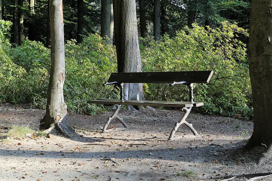 099 | 2016 | Kromlau | Rhododendronpark Kromlau | © carsten riede fotografie