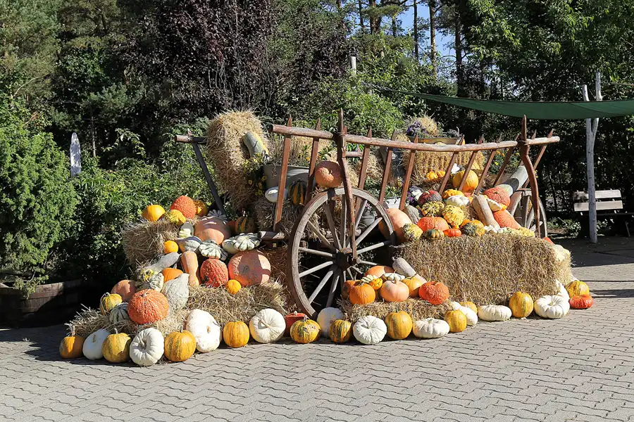 001 | 2016 | Beelitz GT Klaistow | Kürbisausstellung | © carsten riede fotografie