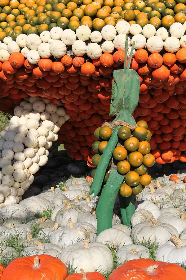 019 | 2016 | Beelitz GT Klaistow | Kürbisausstellung | © carsten riede fotografie