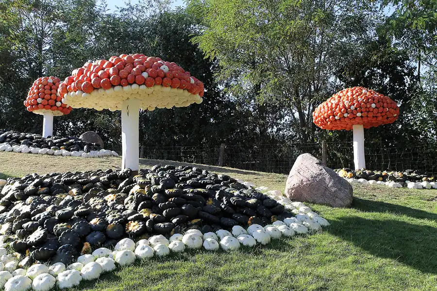 024 | 2016 | Beelitz GT Klaistow | Kürbisausstellung | © carsten riede fotografie