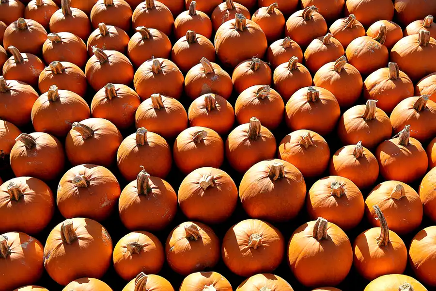 025 | 2016 | Beelitz GT Klaistow | Kürbisausstellung | © carsten riede fotografie