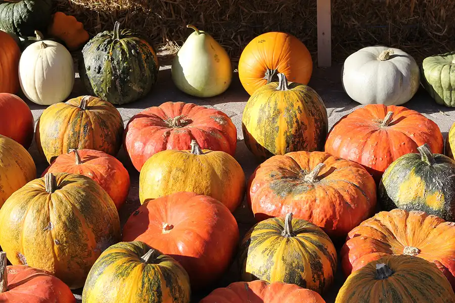 026 | 2016 | Beelitz GT Klaistow | Kürbisausstellung | © carsten riede fotografie