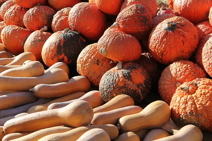 027 | 2016 | Beelitz GT Klaistow | Kürbisausstellung | © carsten riede fotografie