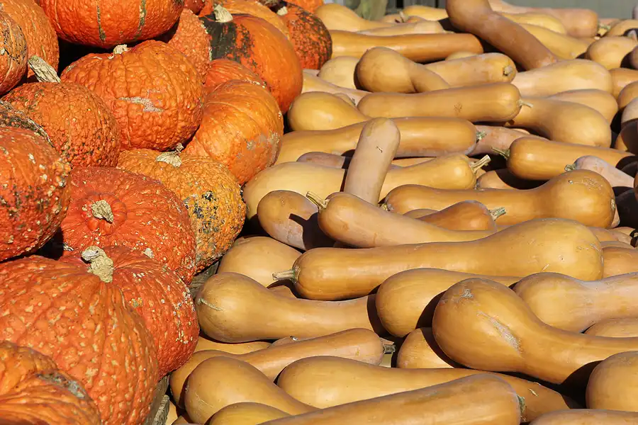 028 | 2016 | Beelitz GT Klaistow | Kürbisausstellung | © carsten riede fotografie