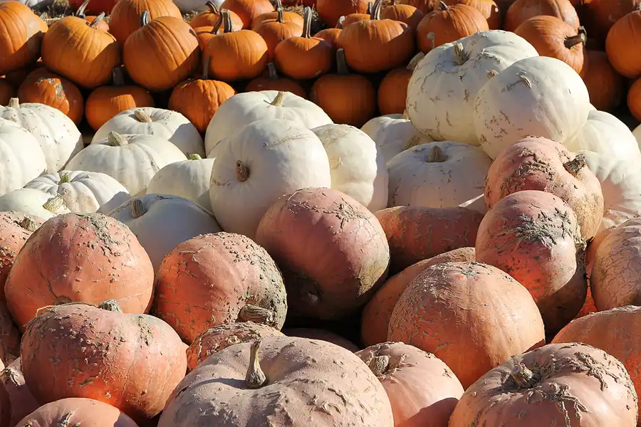 029 | 2016 | Beelitz GT Klaistow | Kürbisausstellung | © carsten riede fotografie