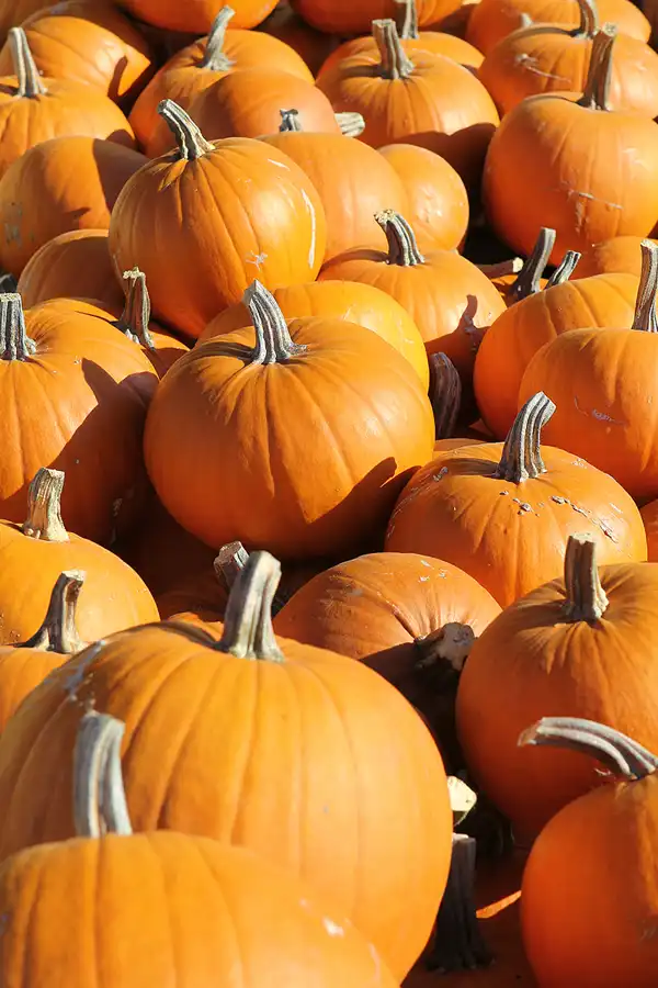 030 | 2016 | Beelitz GT Klaistow | Kürbisausstellung | © carsten riede fotografie