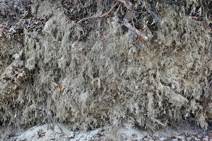 175 | 2017 | Berlin | Rund um das NSG Fauler See | © carsten riede fotografie