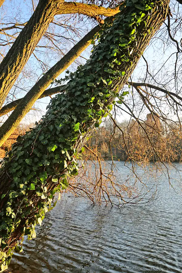 181 | 2017 | Berlin | Obersee-Orankesee-Park | © carsten riede fotografie