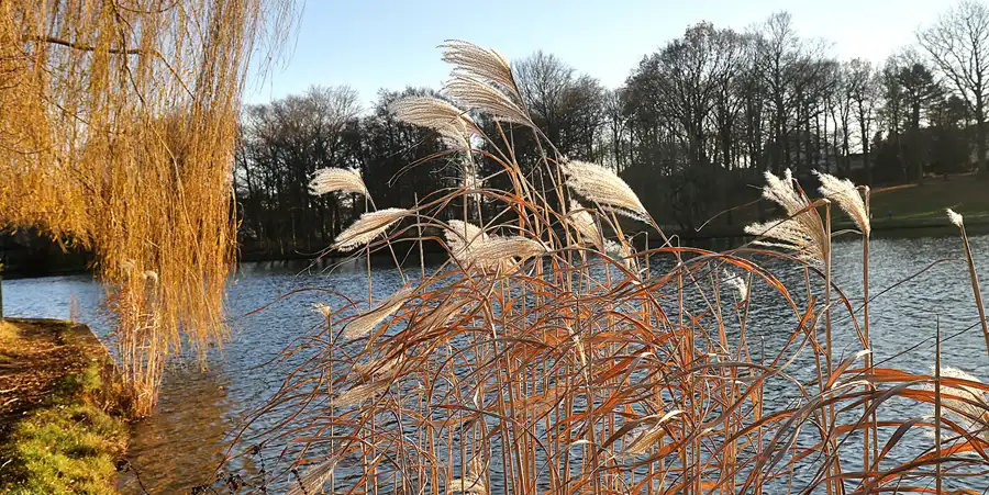 183 | 2017 | Berlin | Obersee-Orankesee-Park | © carsten riede fotografie