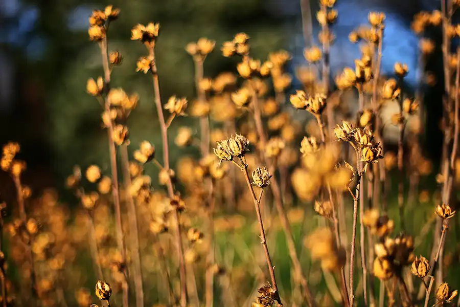 190 | 2017 | Berlin | Obersee-Orankesee-Park | © carsten riede fotografie