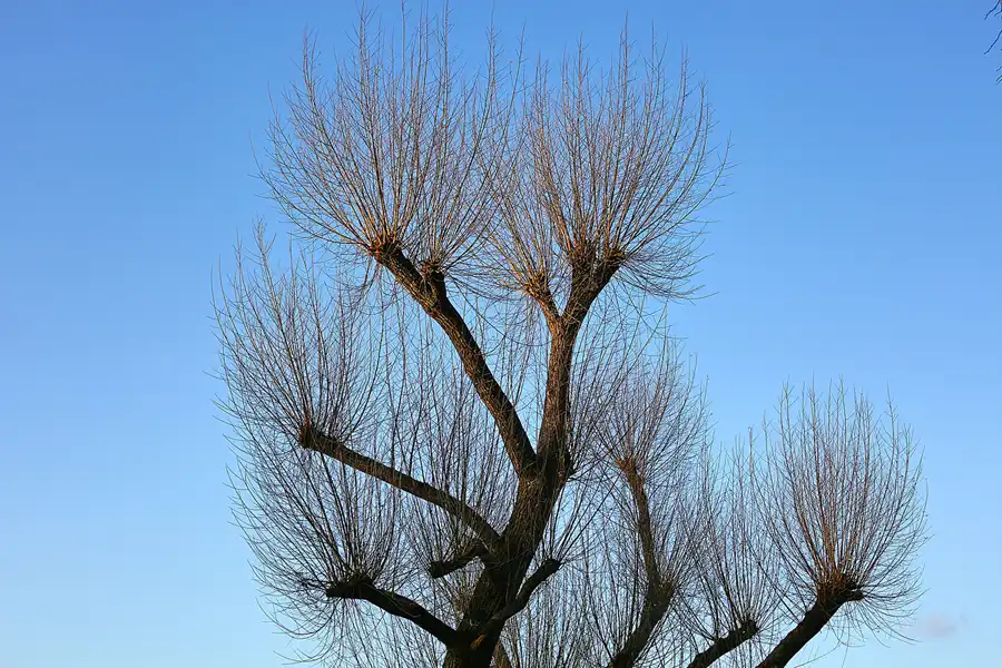 193 | 2017 | Berlin | Obersee-Orankesee-Park | © carsten riede fotografie